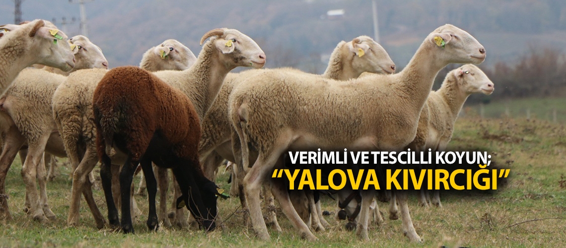 Verimli ve tescilli koyun; “Yalova kıvırcığı”