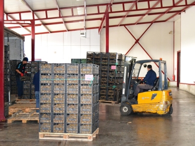 Soğuk hava depoları ile Yalova lojistik üs oldu