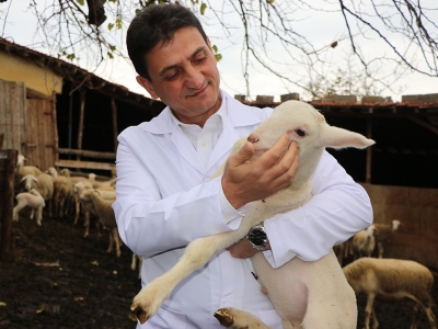 Verimli ve tescilli koyun; “Yalova kıvırcığı”