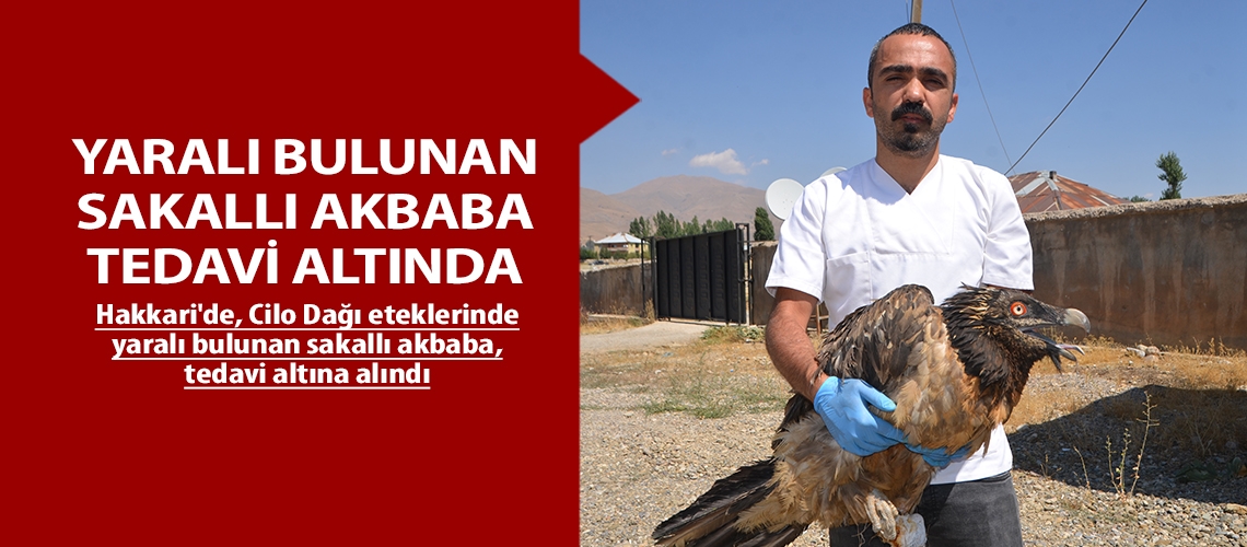 Yaralı bulunan sakallı akbaba tedavi altında