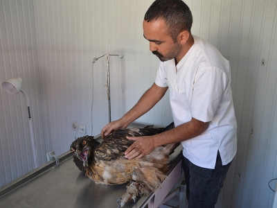 Yaralı bulunan sakallı akbaba tedavi altında