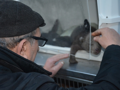 Yavru ayılara bakanlık sahip çıktı