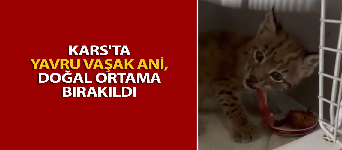 Kars'ta yavru vaşak Ani, doğal ortama bırakıldı