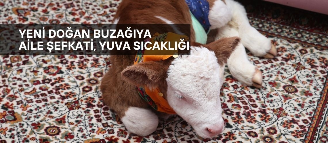 Yeni doğan buzağıya aile şefkati, yuva sıcaklığı