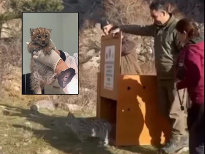 Kars'ta yavru vaşak Ani, doğal ortama bırakıldı