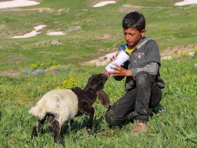 Yeşeren yaylalar göçerlerin yüzünü güldürüyor