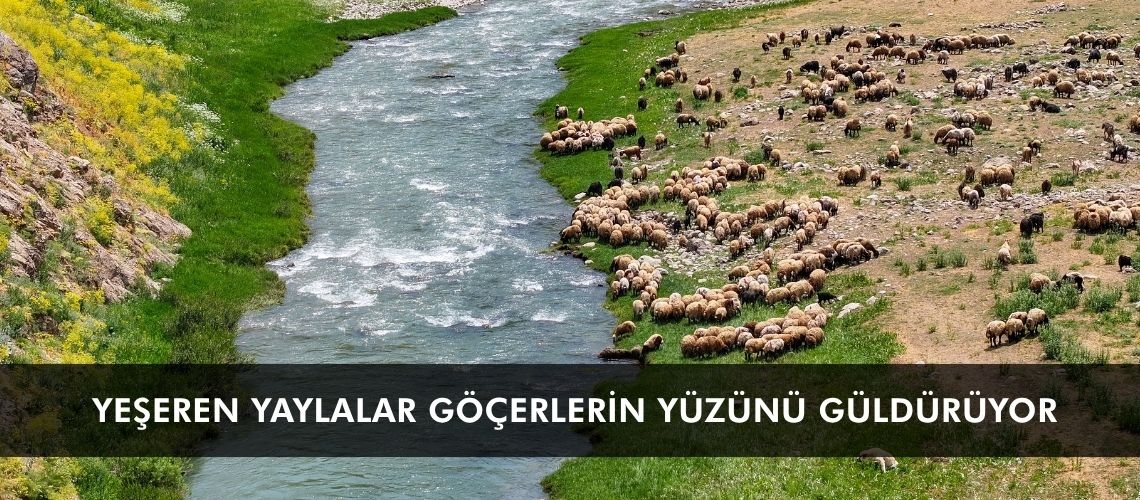 Yeşeren yaylalar göçerlerin yüzünü güldürüyor