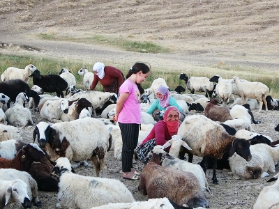 Muşlu çiftçiler yaylalardan köylerine dönmeye başladı