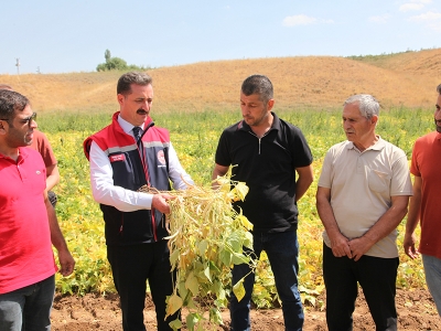 Bitlis'te kuru fasulye hasadına başlandı