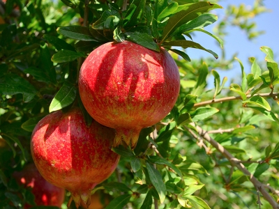 Denizli’de turfanda nar hasadı başladı