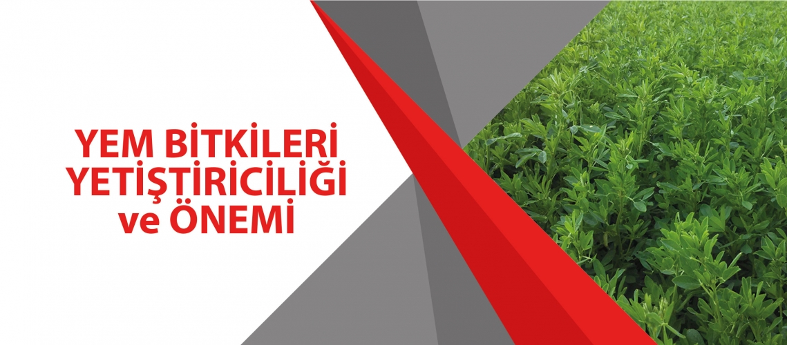 YEM BİTKİLERİ YETİŞTİRİCİLİĞİ VE ÖNEMİ