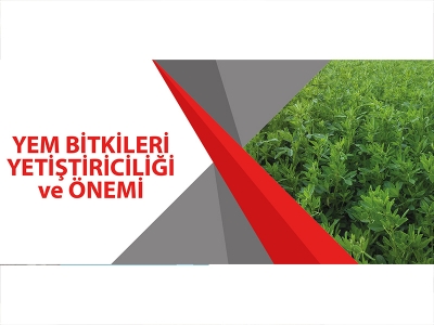 YEM BİTKİLERİ YETİŞTİRİCİLİĞİ VE ÖNEMİ