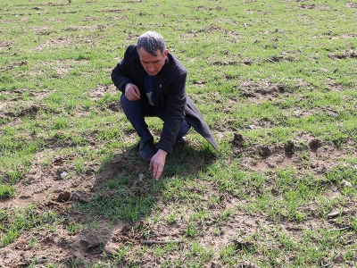 Sertifikalı tohum desteği tarlanın bereketi