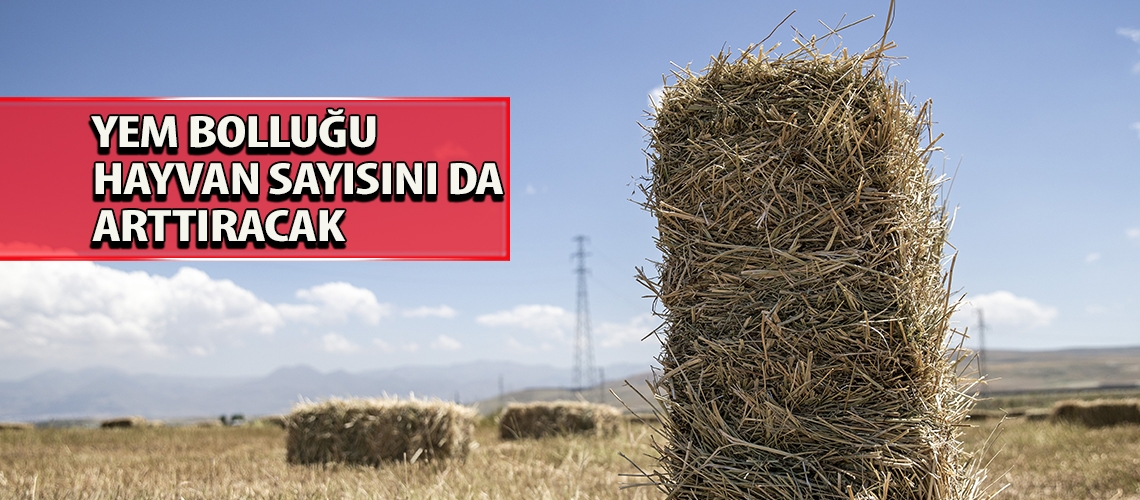 Yem bolluğu hayvan sayısını da arttıracak