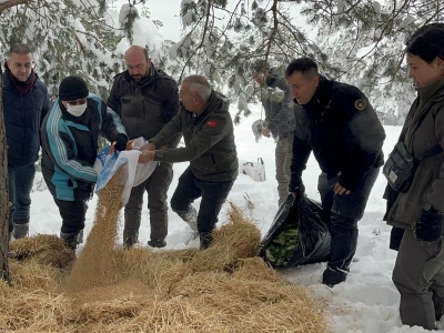 Yaban hayvanları için karlı kaplı alanlara yem bırakıldı
