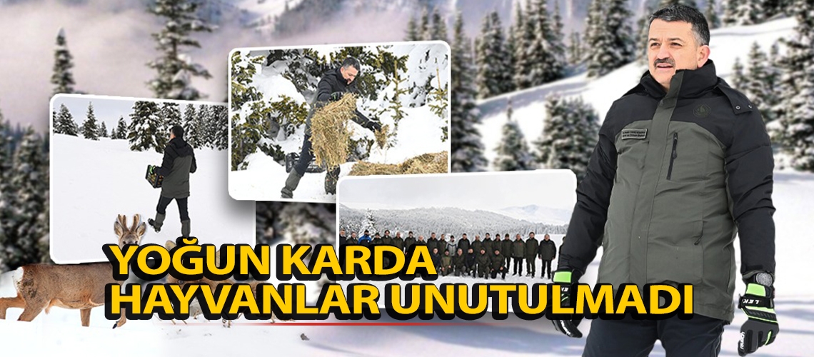 Yoğun karda hayvanlar unutulmadı