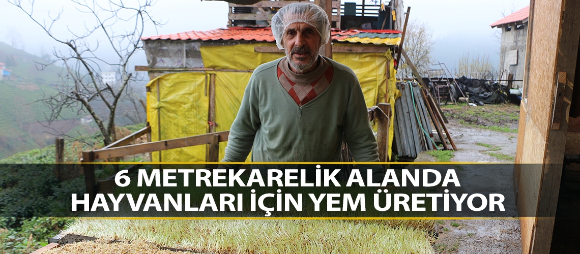 6 metrekarelik alanda hayvanları için yem üretiyor