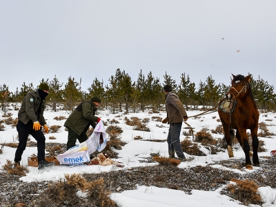 Yaban hayvanlarına atla yem servisi