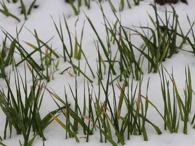 Trakya'da kar yağışı buğdaya iyi geldi