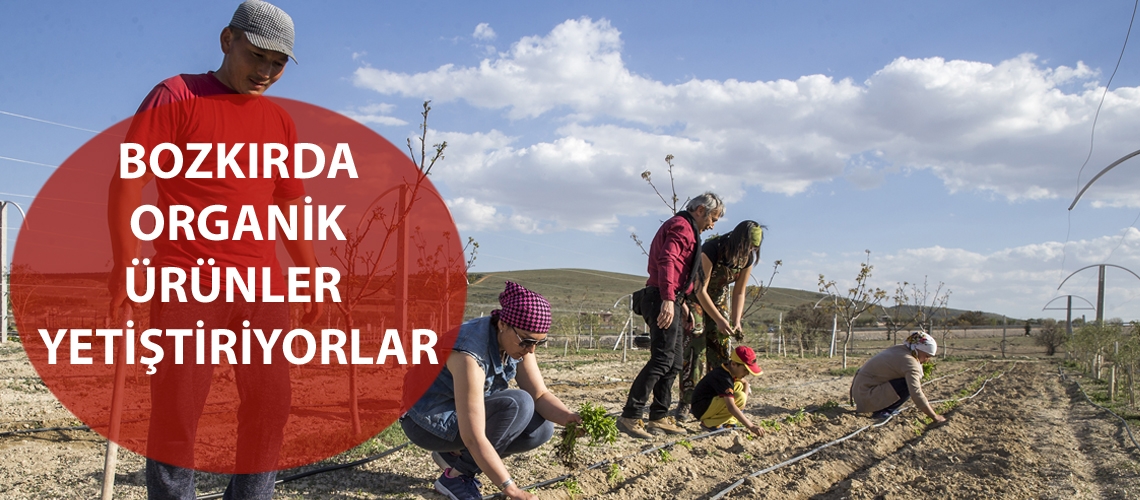 Bozkırda organik ürünler yetiştiriyorlar
