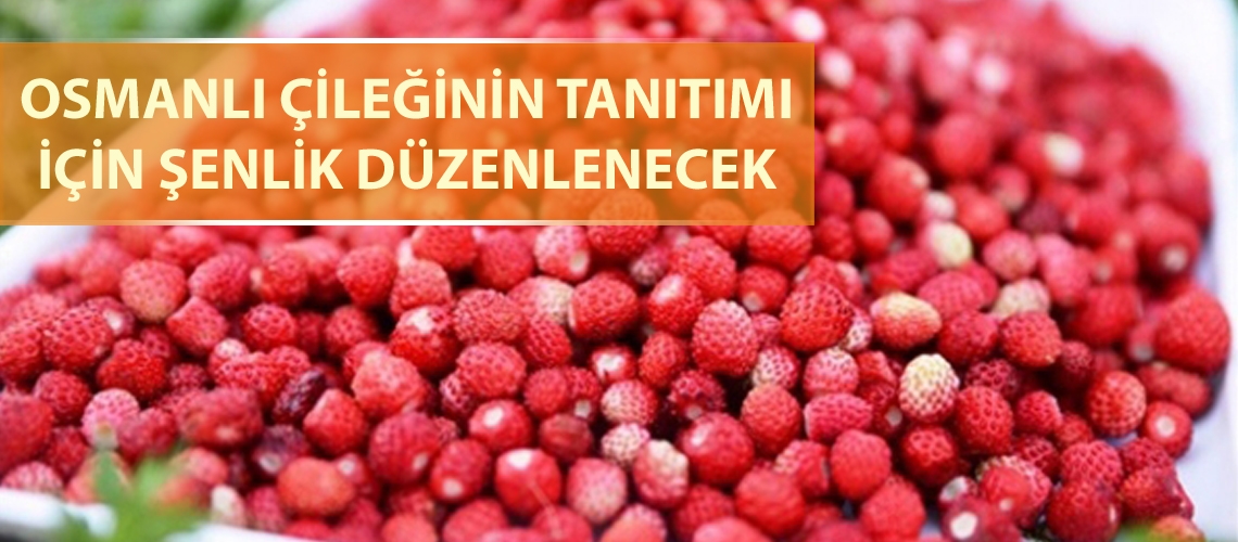 Osmanlı çileğinin tanıtımı için şenlik düzenlenecek