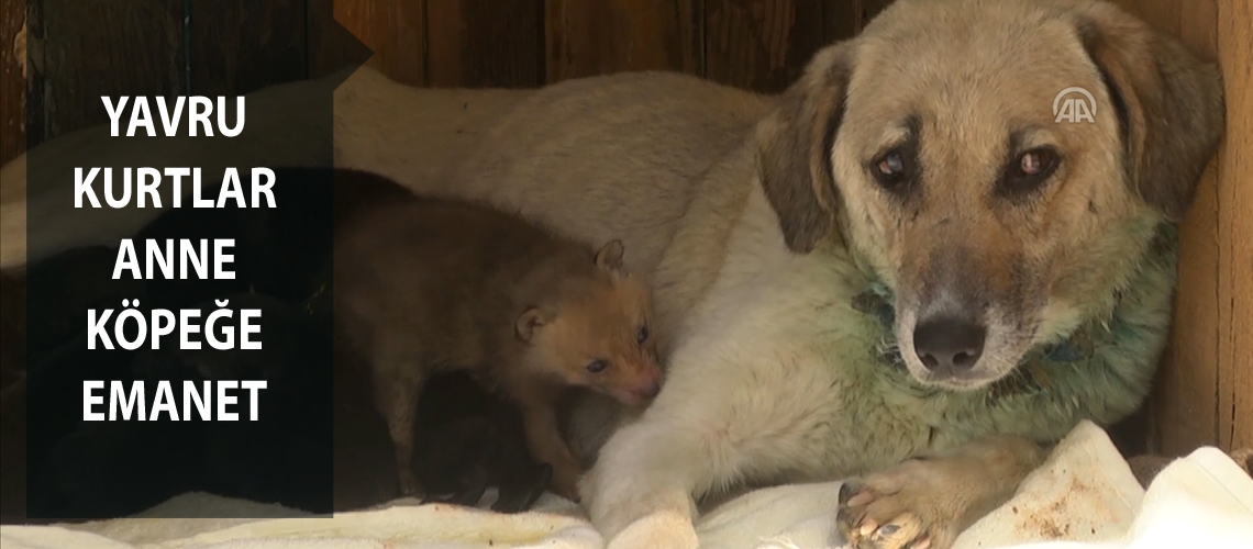 Yavru kurtlar anne köpeğe emanet