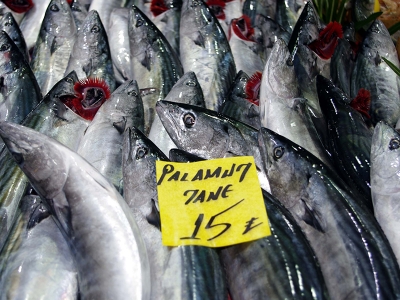 Denizde palamut bereketi