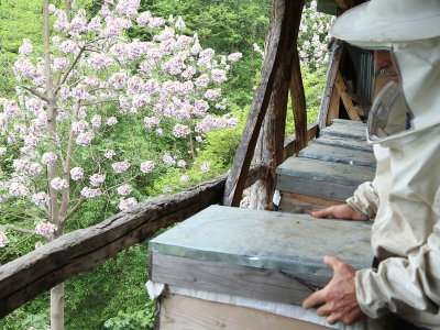Artvin'in ormanları ballanıyor