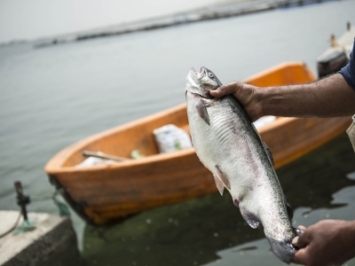 Bozkırdan deniz kentlerine balık