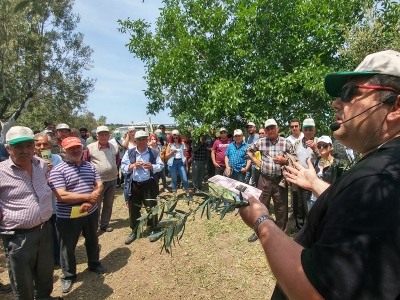 Organik zeytine yeşil gübreleme