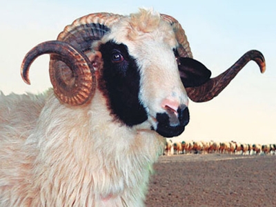 Şanlıurfa’da kurban pazarları