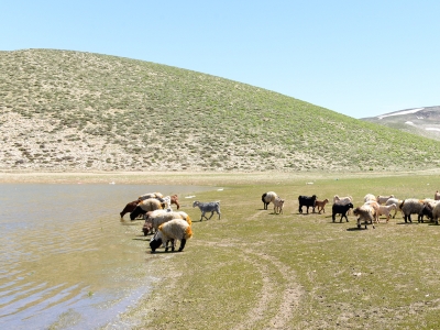 Hayvanların su hasreti sona erdi