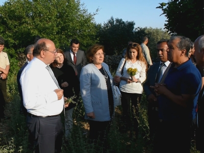 Muğla'da Zeytin Budama Eğitimi