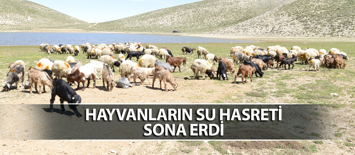 Hayvanların su hasreti sona erdi