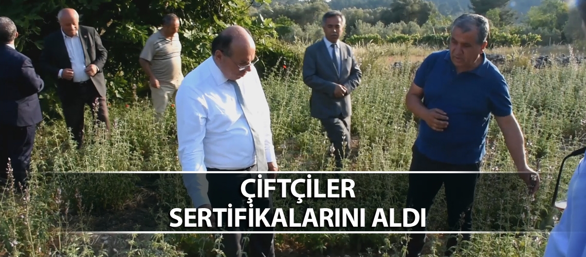 Muğla'da Zeytin Budama Eğitimi