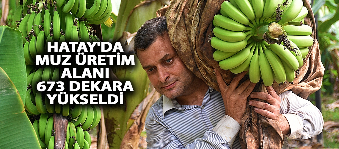 Hatay'da muz üretim alanı 673 dekara yükseldi