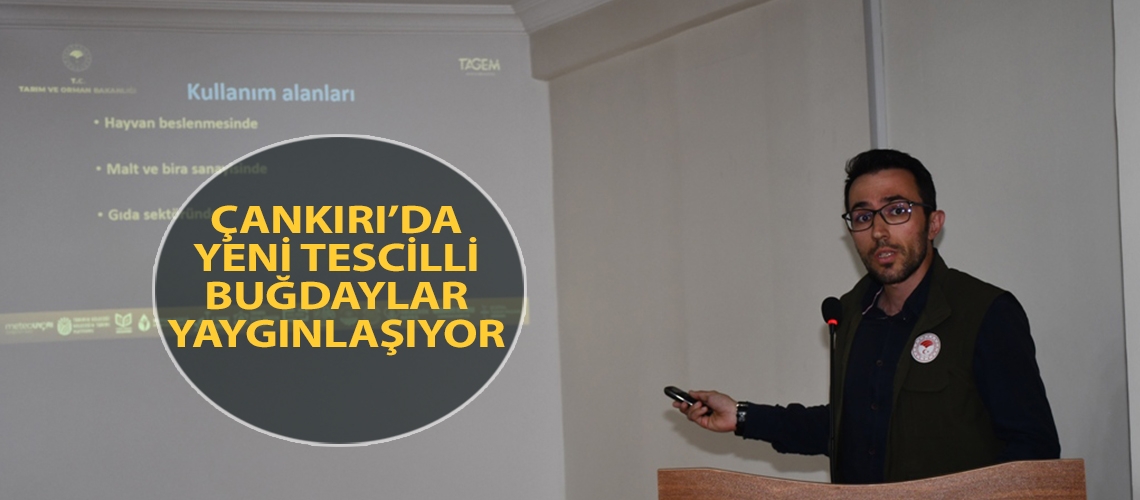 Çankırı’da yeni tescilli buğdaylar yaygınlaşıyor