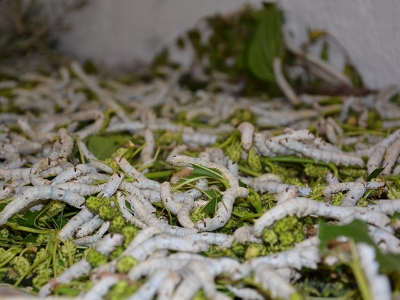 İpek böcekleri köylülere 