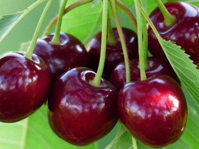 Kirazda yüksek rekolte beklentisi