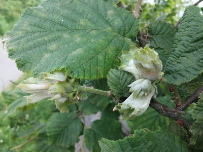 Zararlılarla mücadele rekolteyi arttırıyor