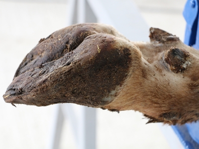 İneklere mutlaka pedikür yapın