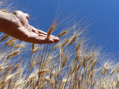 Güneydoğu’nun tahıl ambarına lisanslı depo