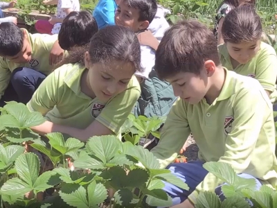 Muhtarın örnek bahçesi