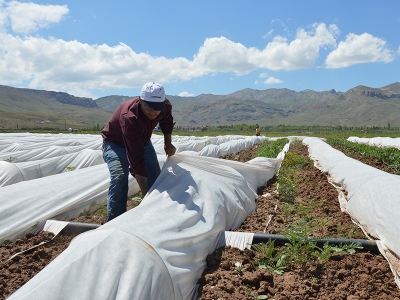 Ağrı Dağı eteğinde zorlu ramazan mesaisi