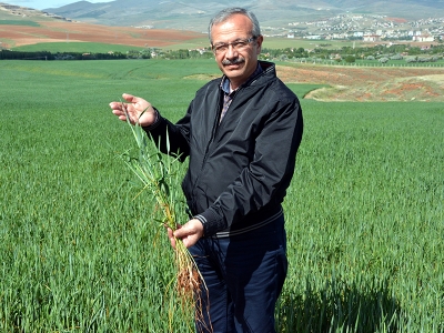 Kuraklığa dayanıklı ekmeklik buğday