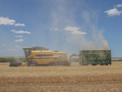 Yağışlar çiftçiyi güldürdü