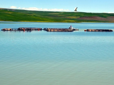 Muş’ta 200 ton alabalık üretiyor