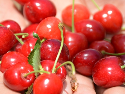 Dalbastı kirazına sağlıklı ilaçlama