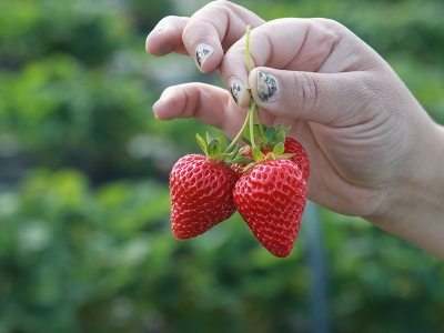 Bu çilek bahçeleri kadınların eseri