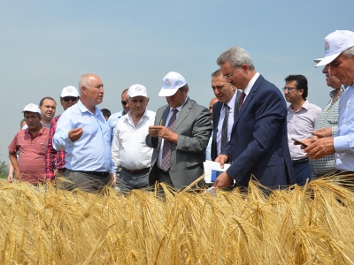 Yeni arpa çeşitleri tanıtıldı